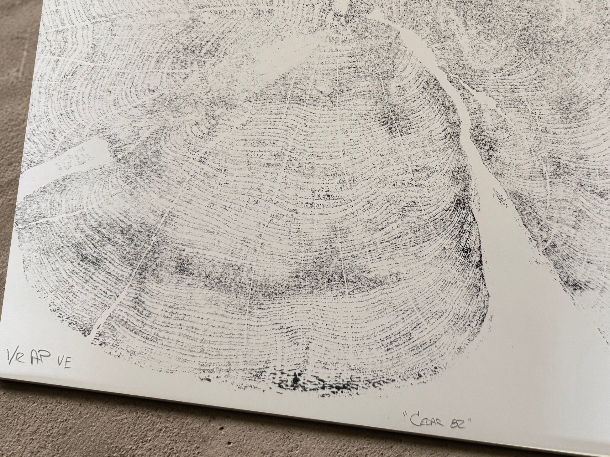 Close-up of a tree stump with annual growth rings on a gray surface